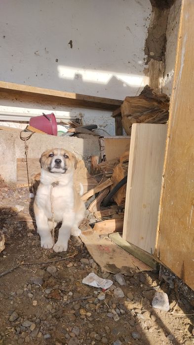 Таза Қазақ күшігі