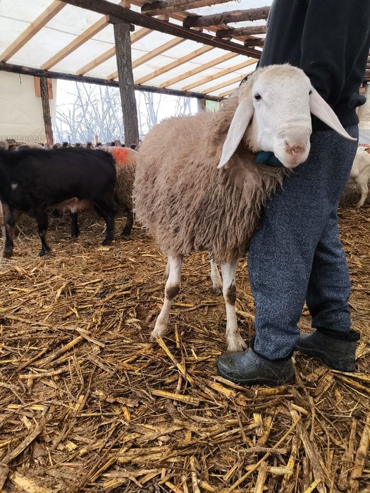 Vând berbec vârsta 2 ani