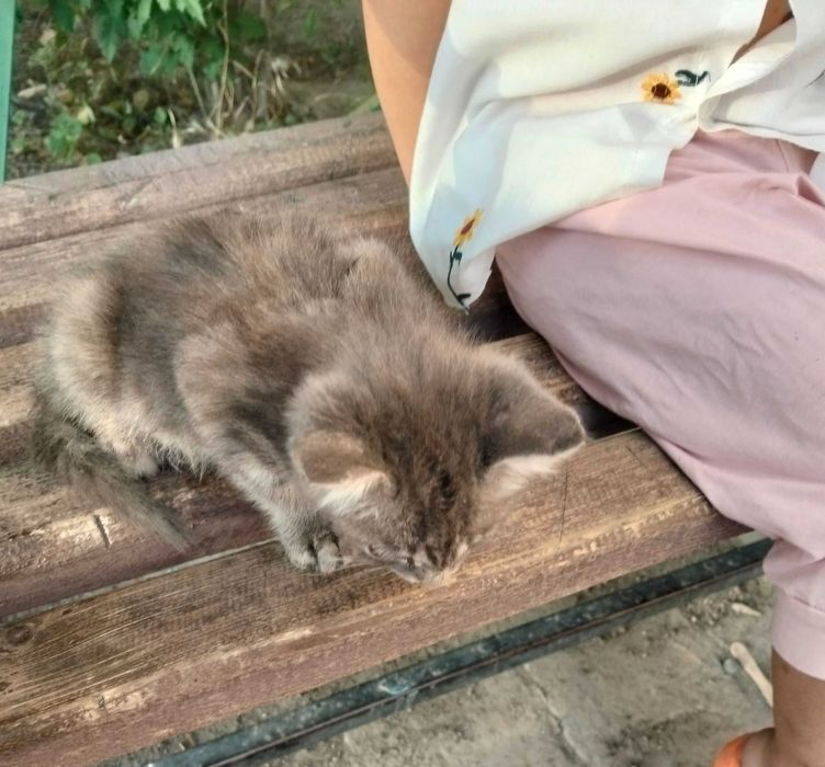 Котенок в добрые руки