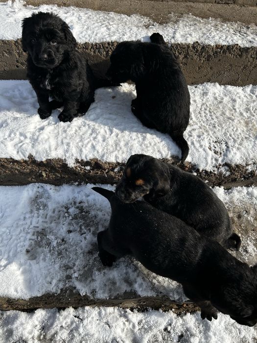 Щенки овчарка  продаю