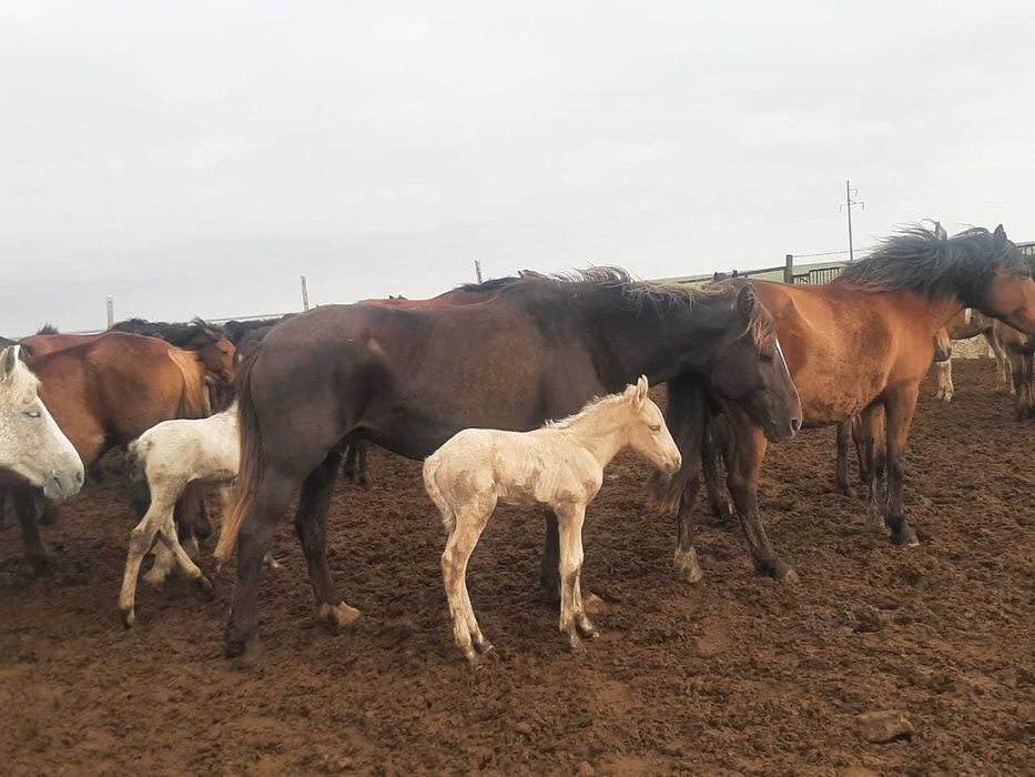 Продам ЛОШАДЕЙ разных возрастов