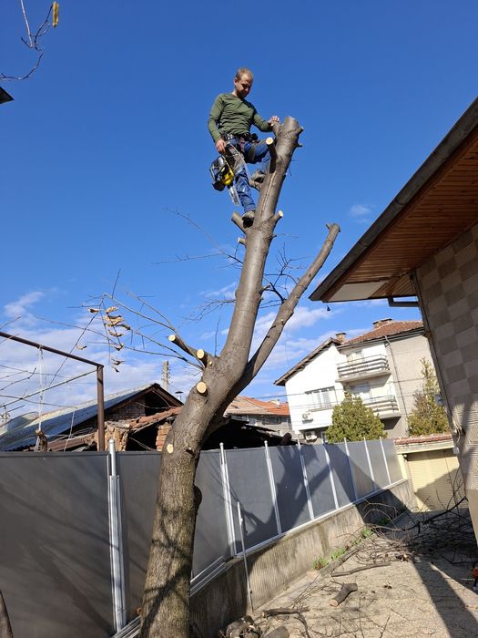 РЯЗАНЕ НА ВИСОКИ И ОПАСНИ ДЪРВЕТА 
Ако имате дърво близо до къща или к