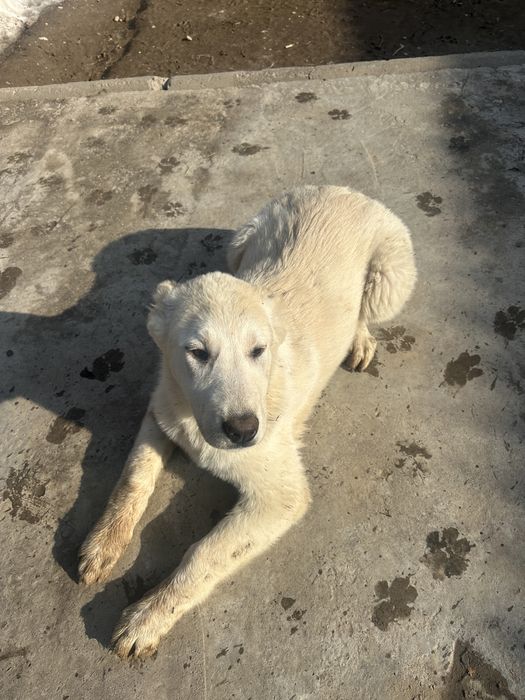 САО  Щенок девочка 4 месяца