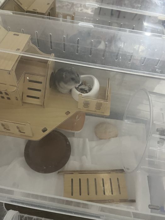 Хомяк ручной домашний