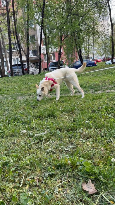 Търси дом! Здравейте, това е Айра