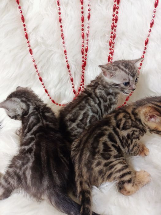 Продам бенгальских котят мальчик и девочки
