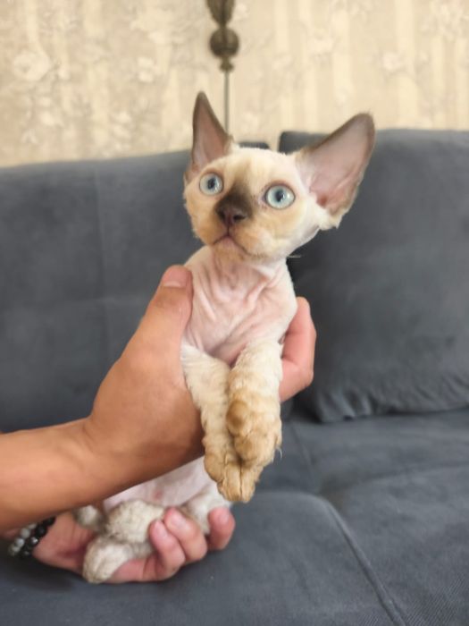 Продам котят породы Девон-рекс