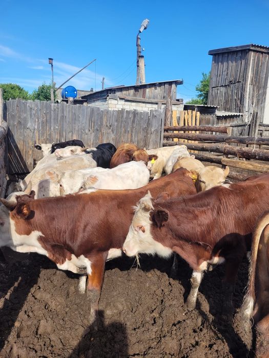 Бұқа сатылымда,продам быков