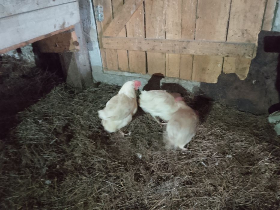 Тауық 500 теңге...