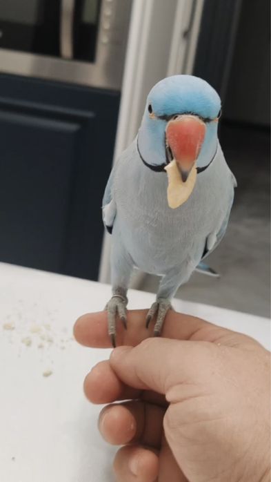 Ожереловые попугаи ручня