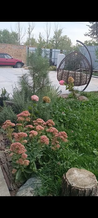 Цветы разные продам