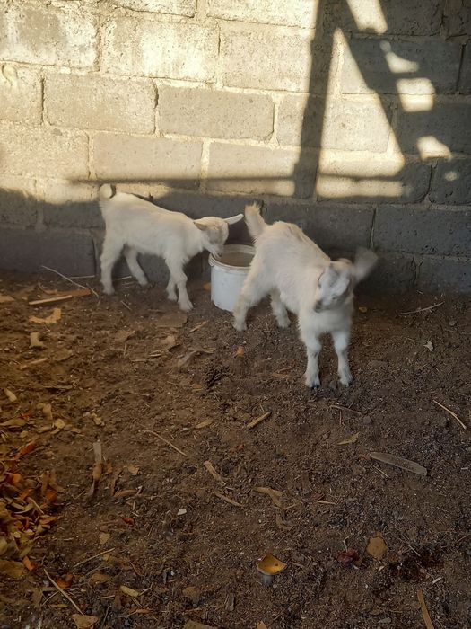 Козы породистые красивые