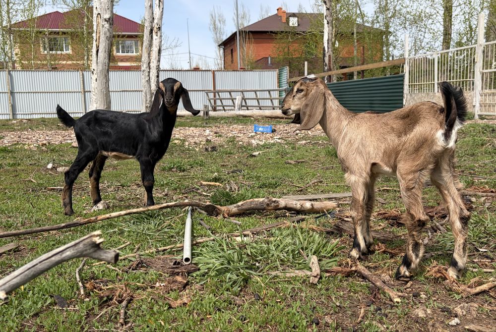 Козлята нубийские