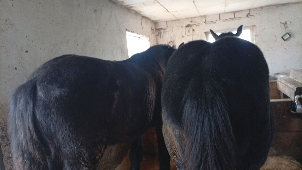 Vând mânji perseroni