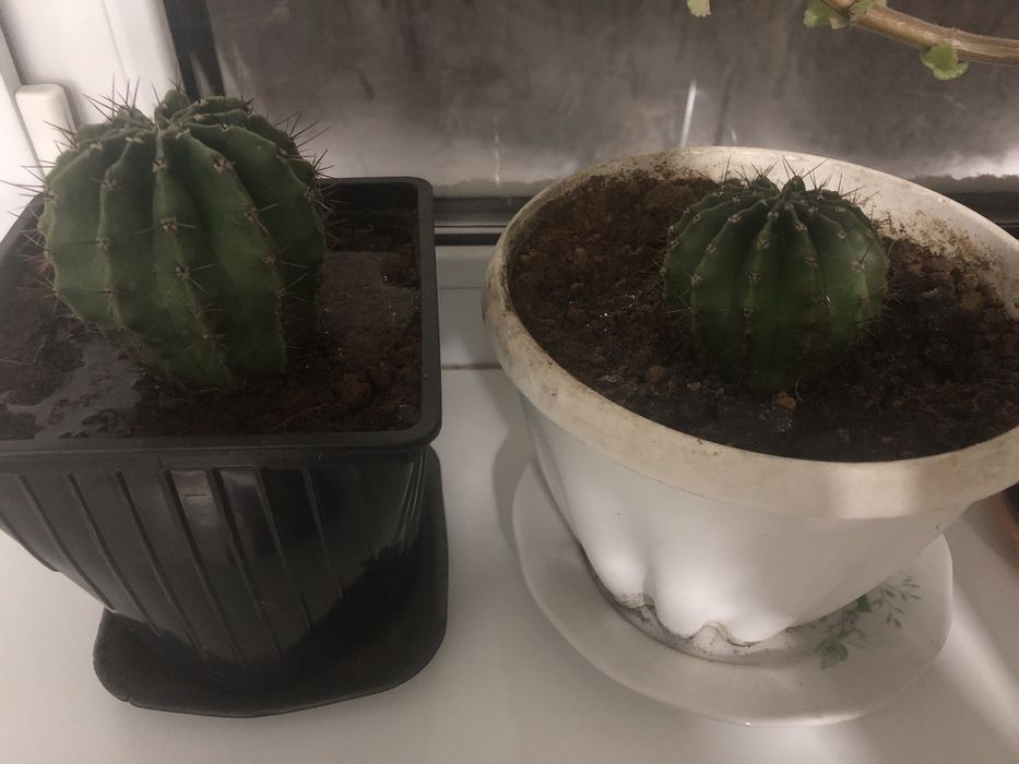 Продаются кактусы.