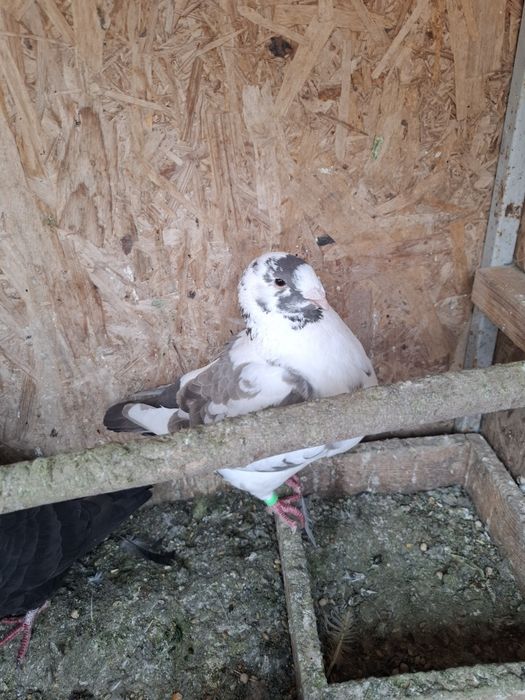 Porumbei Americani de vanzare