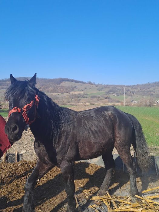 Cal negru semigreu,blând în vârstă de 4 ani jumate.