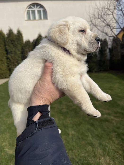 Pui Labrador Retrivere cu Pedigree FCI !!!
