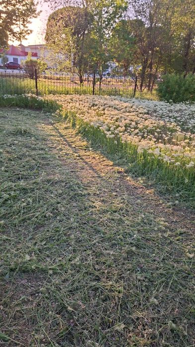 Сено отдам даром