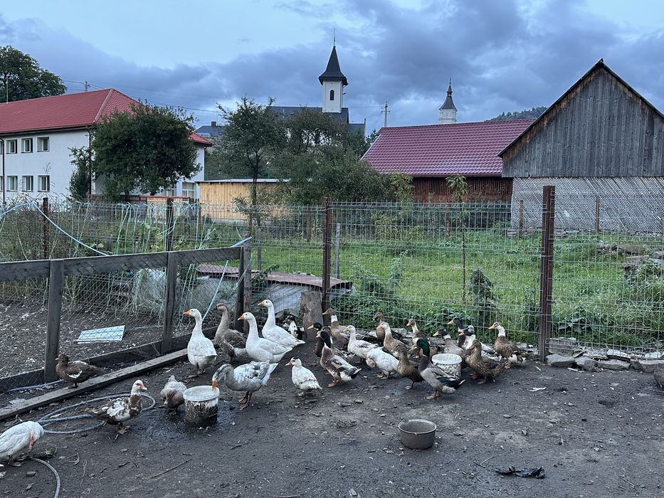 Rate si gaste de vanzare