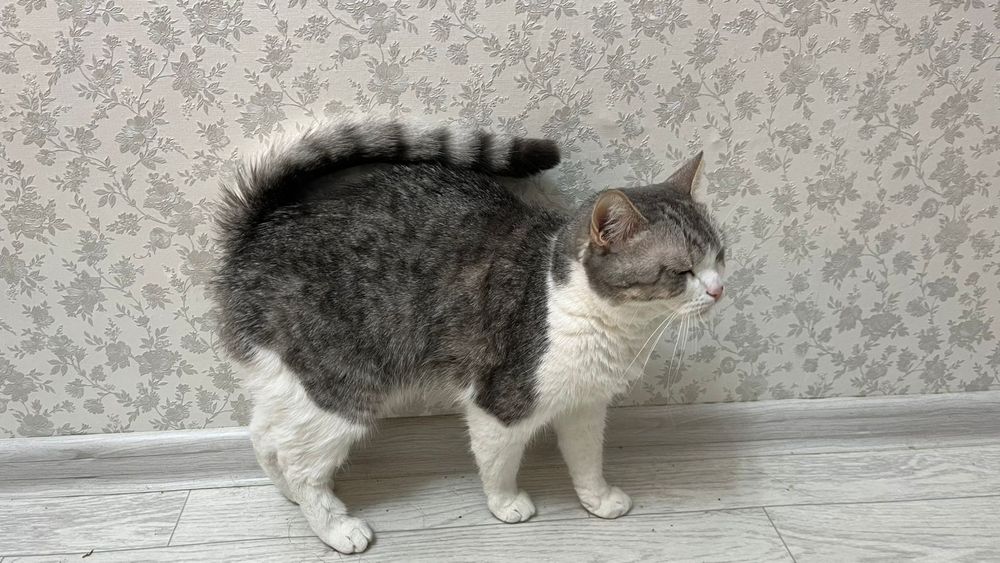 Отдам в хороший руки.