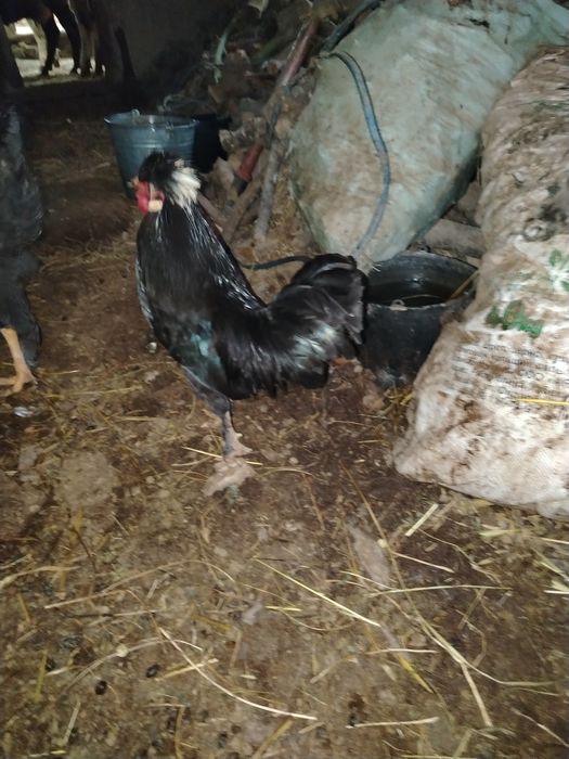 Галанкалар сотилади