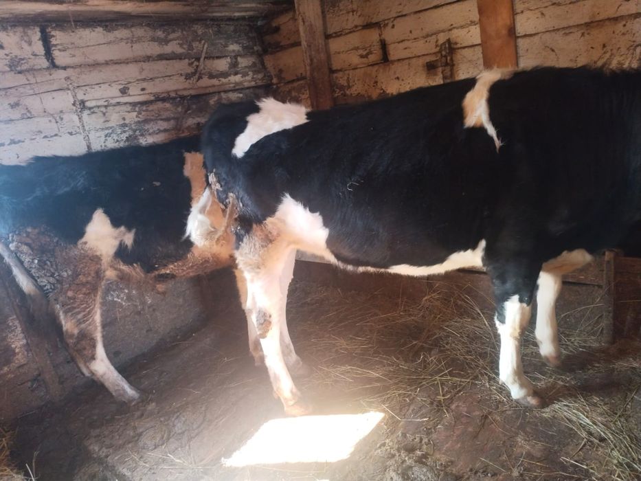 Бычки им по 2года