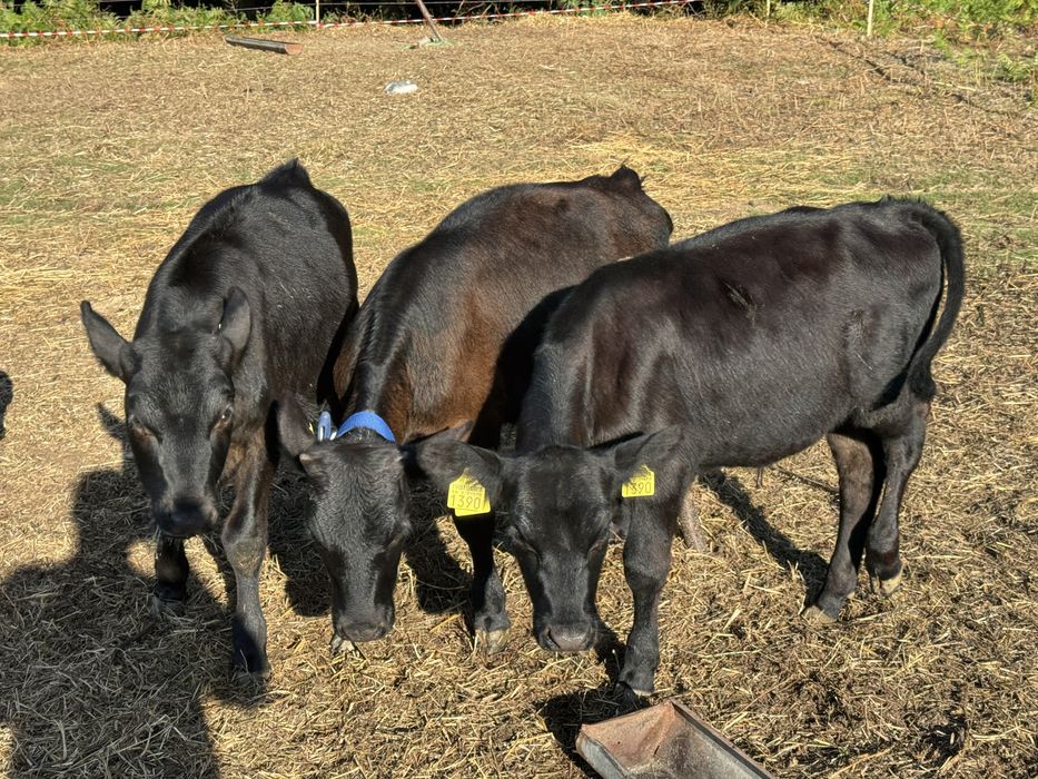 Viței Angus 4 luni