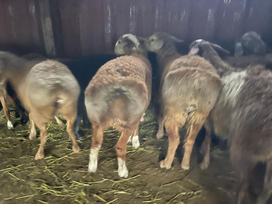 Семіз қой сатылады