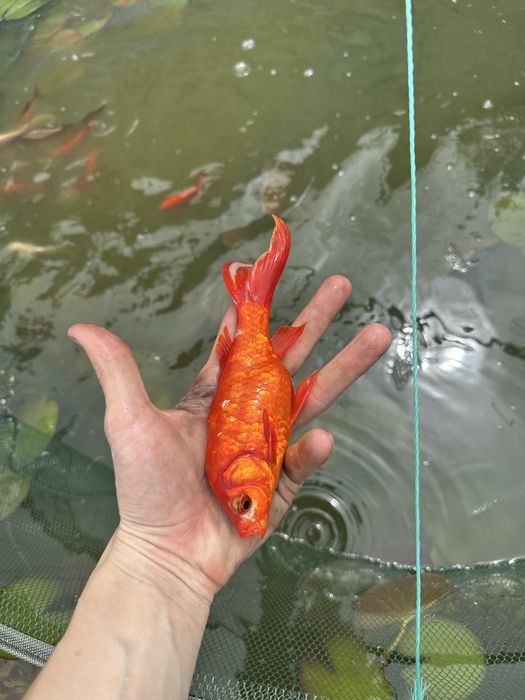 Кометы для пруда и аквариума, Карпы Коя