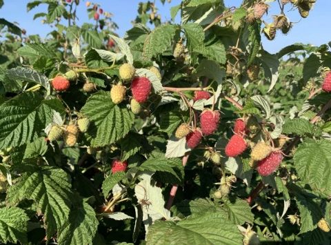 Саженцы Малины Карамелька