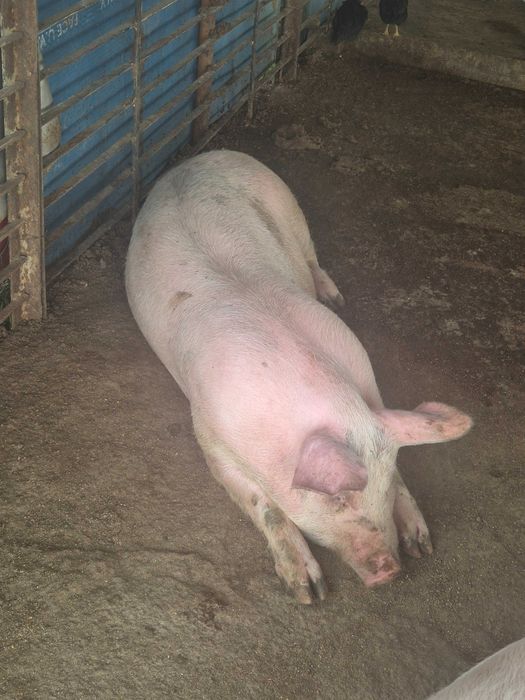 Продавам Прасета