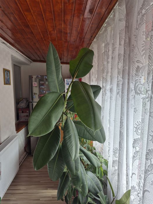 Floare de balcon