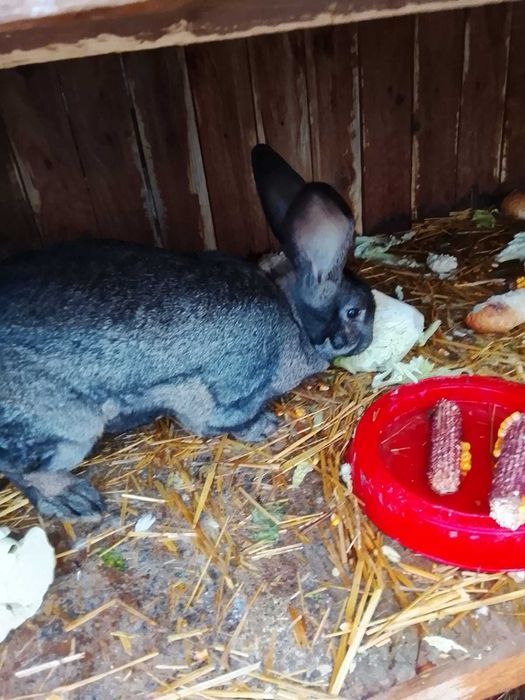 Iepuri de vanzare gorj