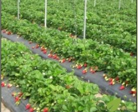 FOLIE MULCIRE Neperforata 0.8x100m=77lei; 1x100m=100lei; 1.2x100m=110