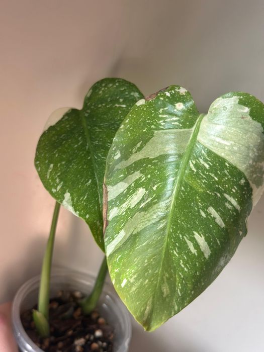 Монстера тайское созвездие два в одном