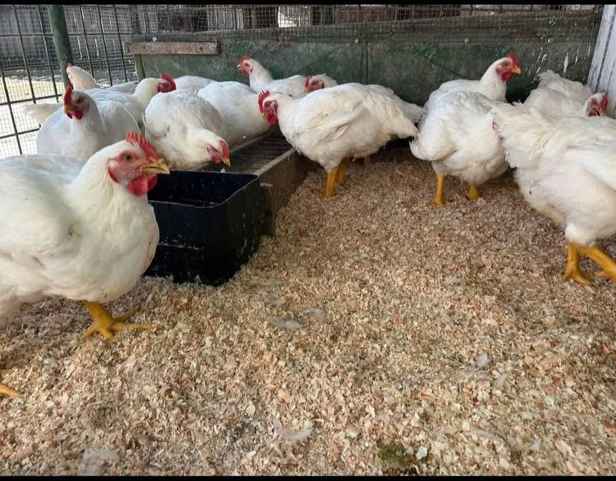 Vindem pui Albi de carne 3.2 kg