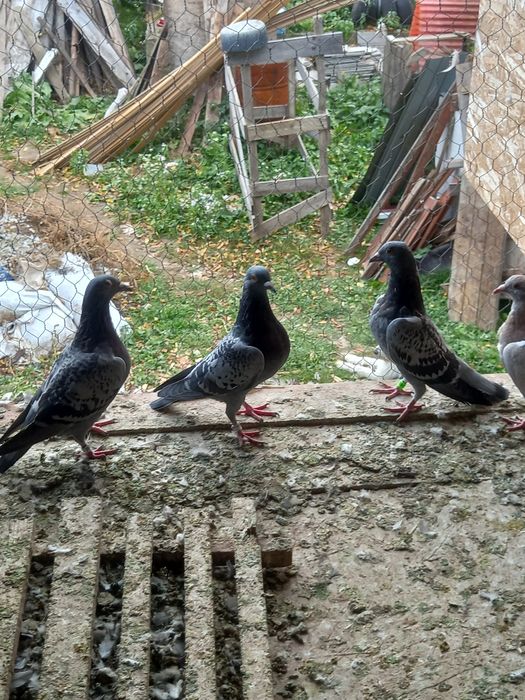 Pui voiajori tardivi