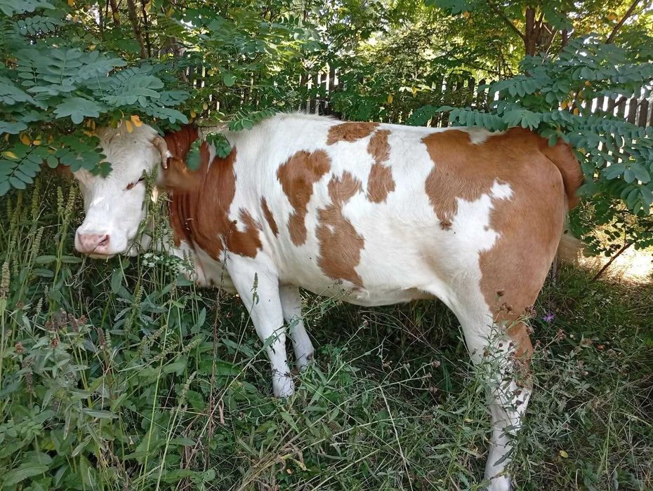 Vaca tânără cu lapte la prima fătare de vânzare