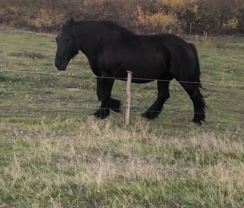 Iapa de vanzare de 6 ani