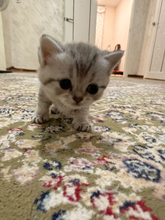 Продам британских котят