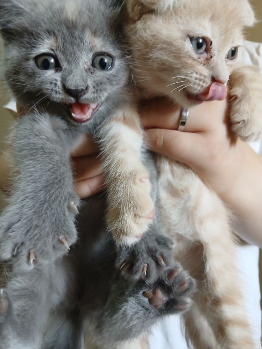 Скотиш фолд ва скотиш страйт
