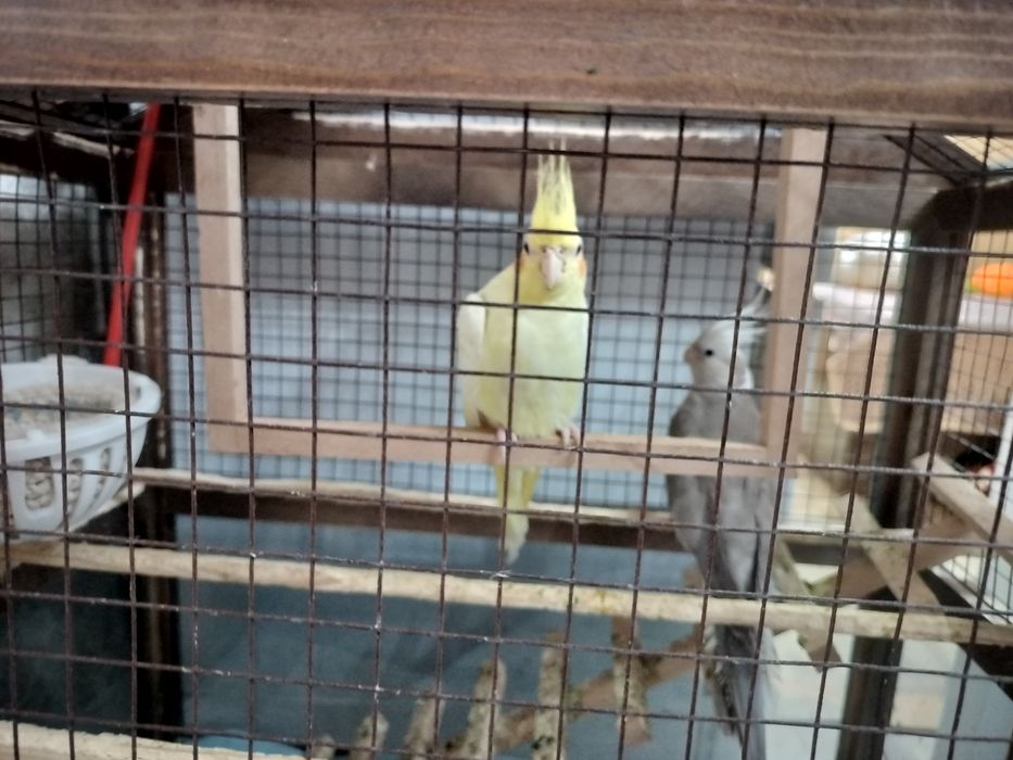 Продам двух корелл с клеткой