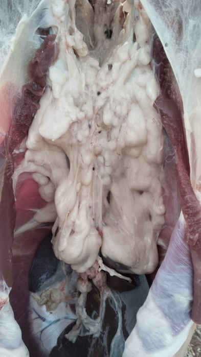 Откормленный бараны овцы