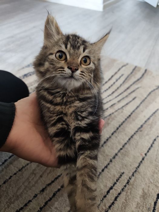 Кошка пародисты мейн- кун