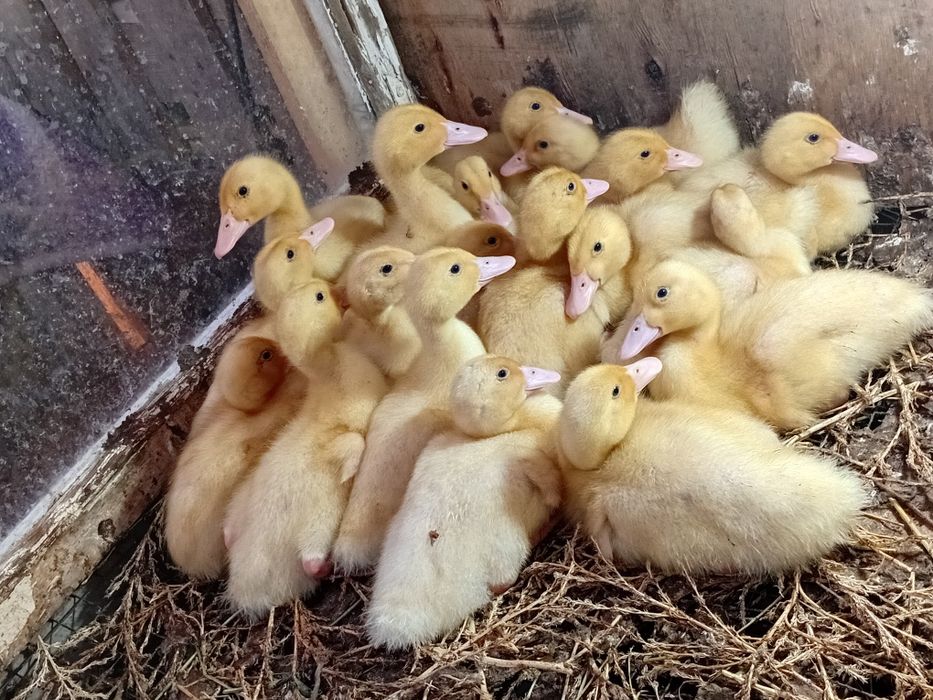 Утка Агидель двух недельный