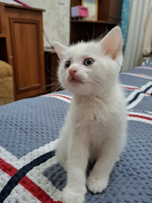 Отдам котёнка в добрые руки.