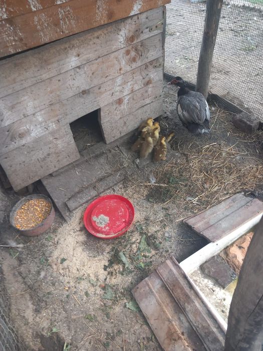 Vând rațe leșești