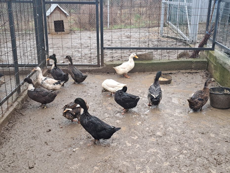 Vând rațe românești tinere