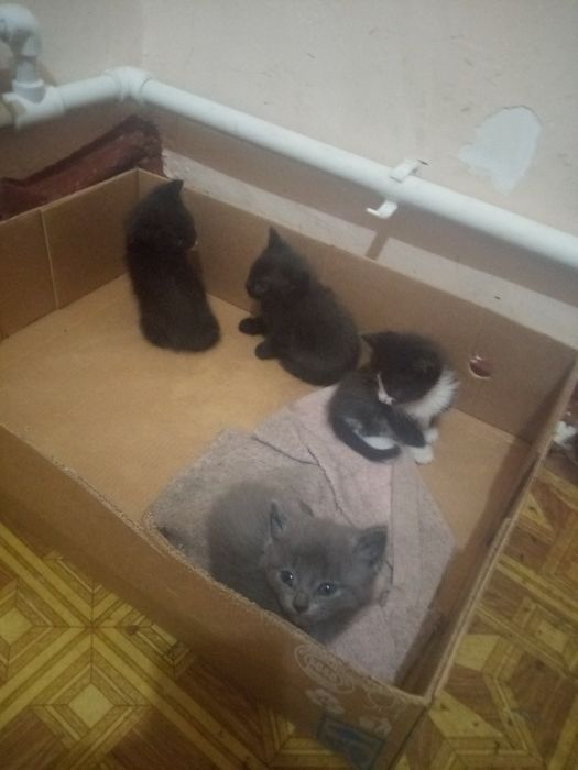Отдам котят в добрые руки